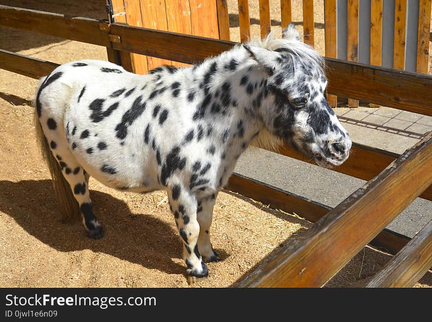 White and Black Pony