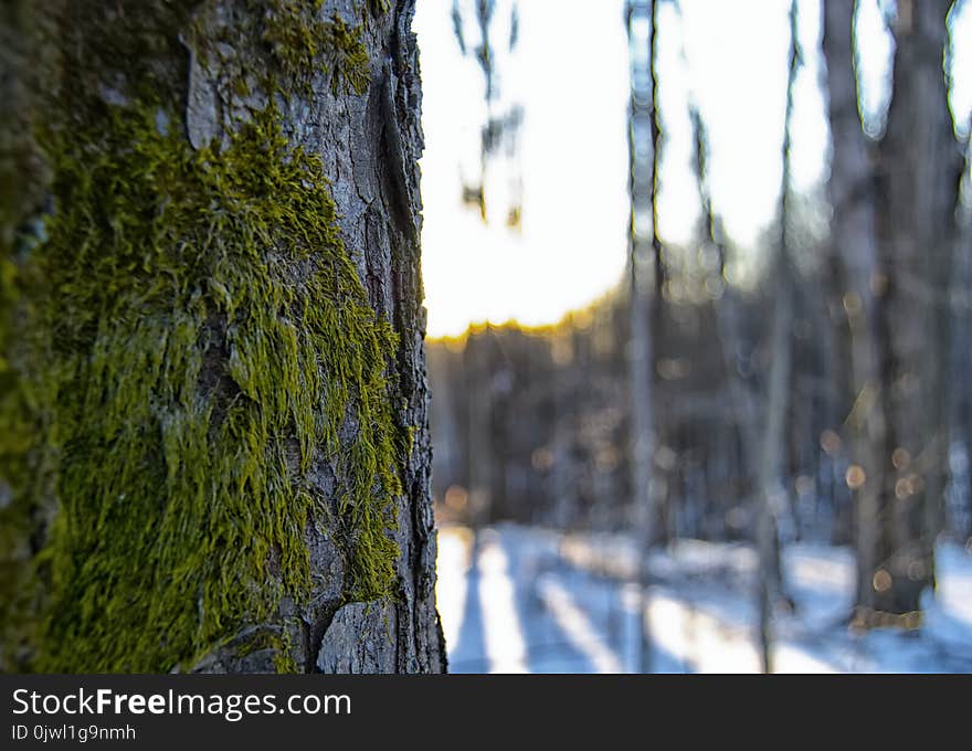 Selected Photography of Green and Grey Tree