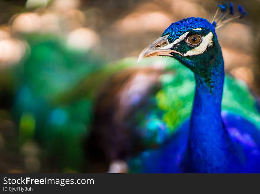 Tilt Shift Lens Photography of Blue Peacock