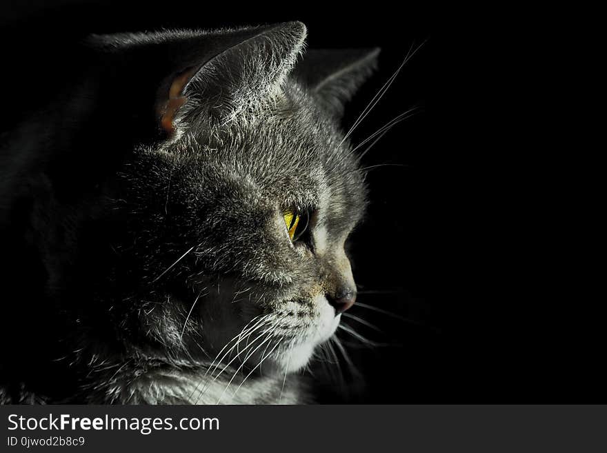 British cat in a dark room with a small light source