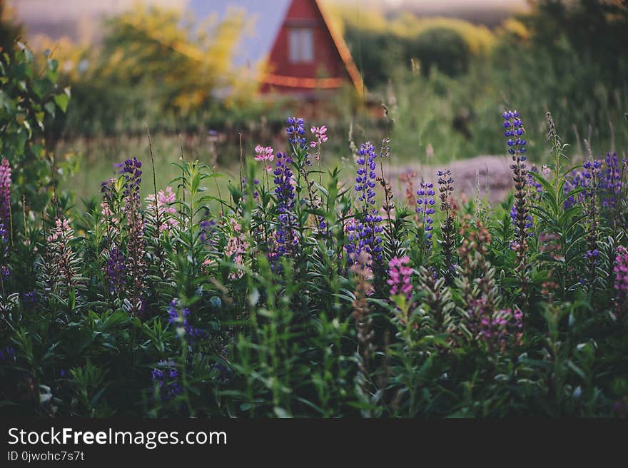 Summer rural view with old rustic farmhouse and flower meadow