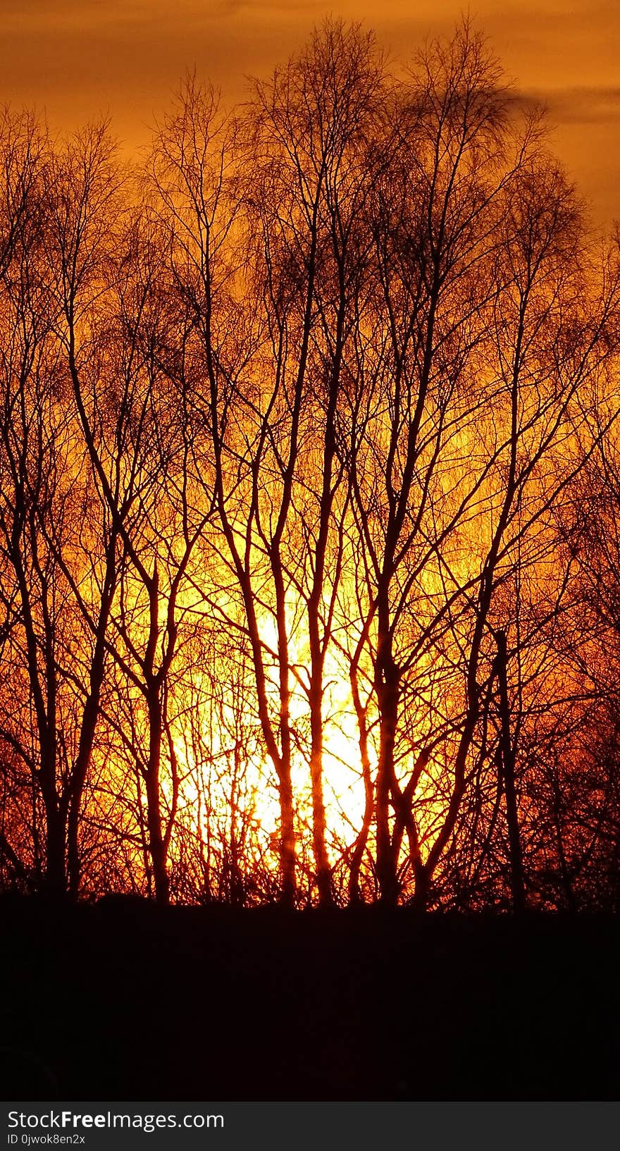 photo in nature,the trees,the crimson sunset,evening photo