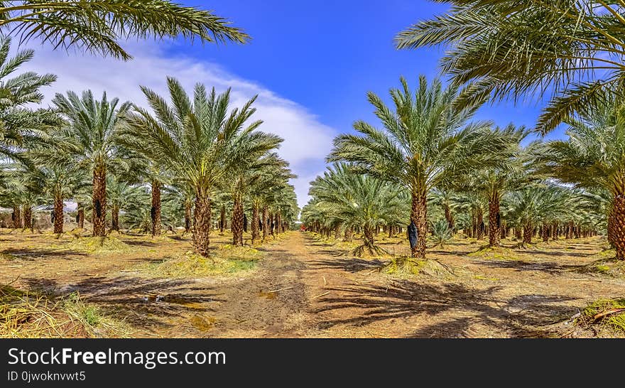 Plantations of dates have an important place in advanced desert agriculture of the Middle East. Plantations of dates have an important place in advanced desert agriculture of the Middle East.