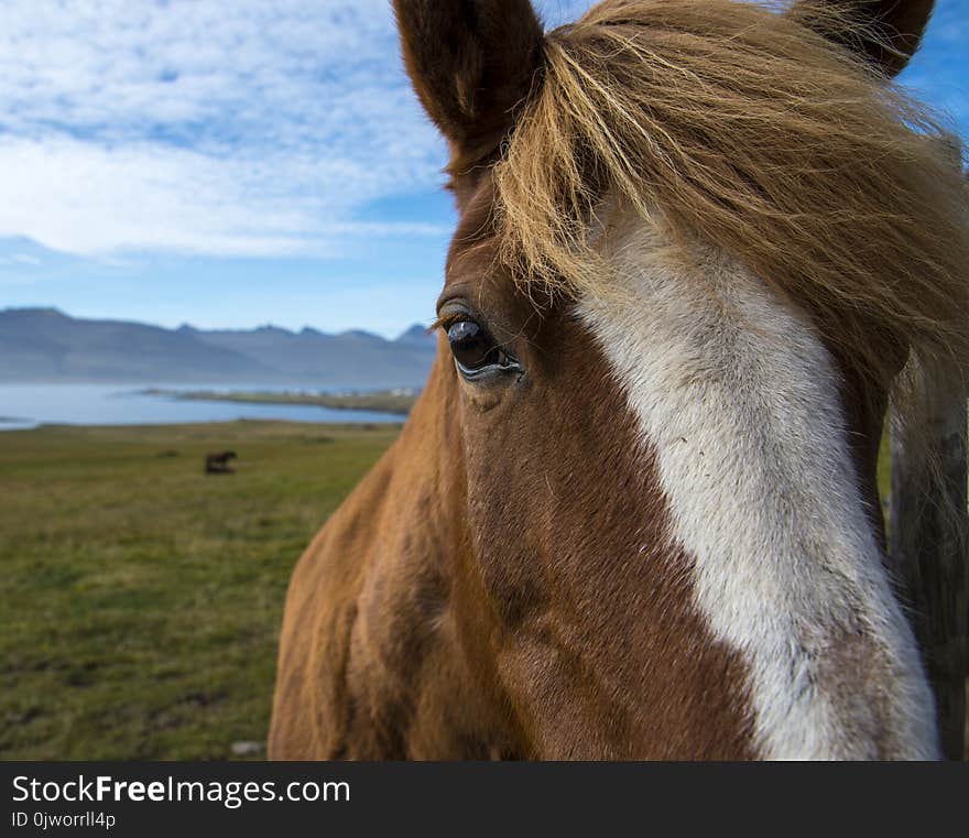 Random horse on the ringroad in Iceland