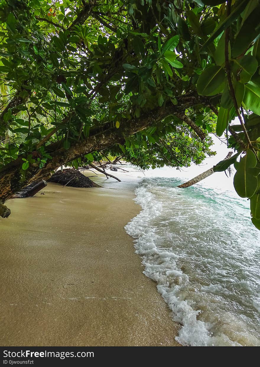 Green Palm Tree On The Coast Of La Miel Panama