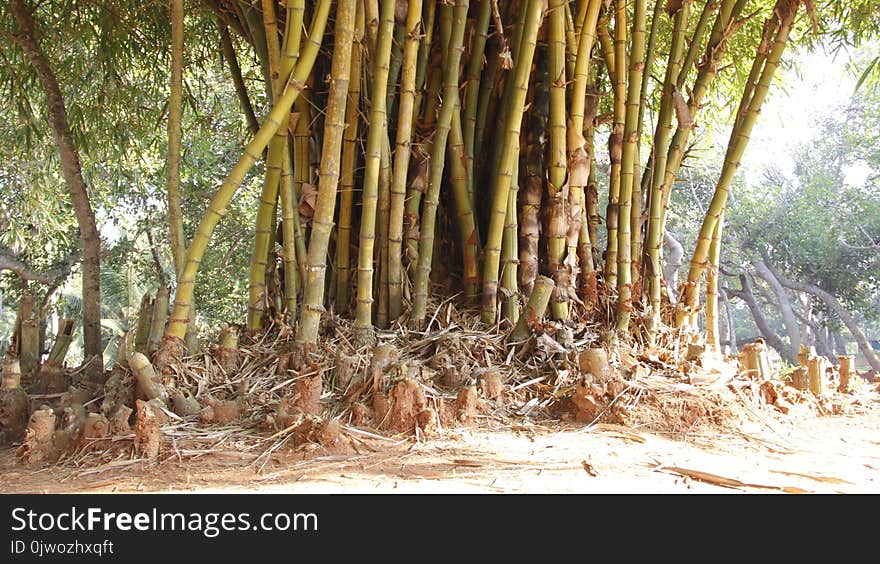 Clump Of Golden Bamboo