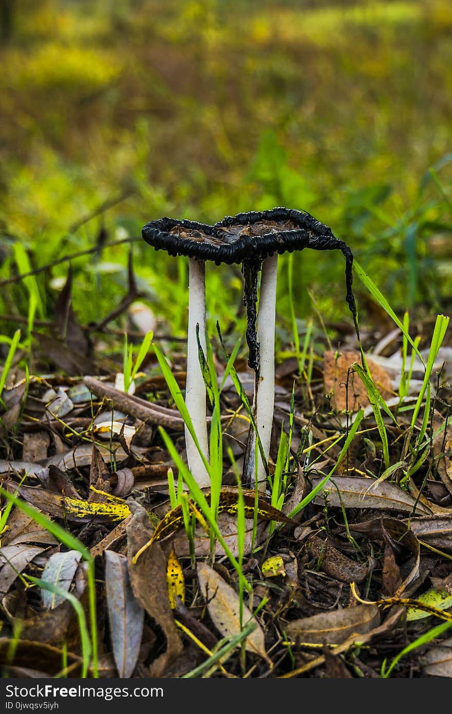 Black and white, Inky cap mushrooms near the city road. Black and white, Inky cap mushrooms near the city road.