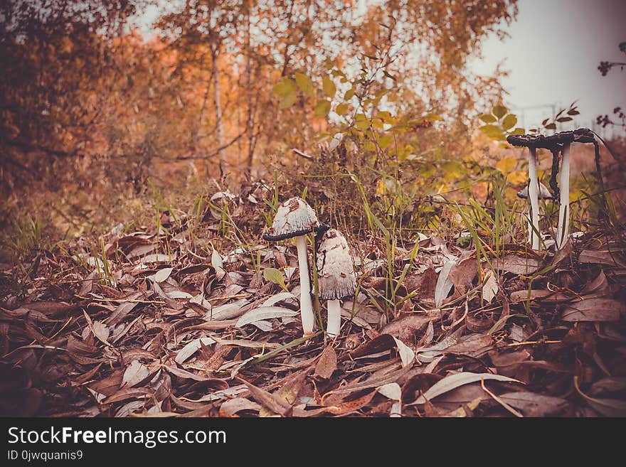 Black and white, Inky cap mushrooms near the city road. Black and white, Inky cap mushrooms near the city road.