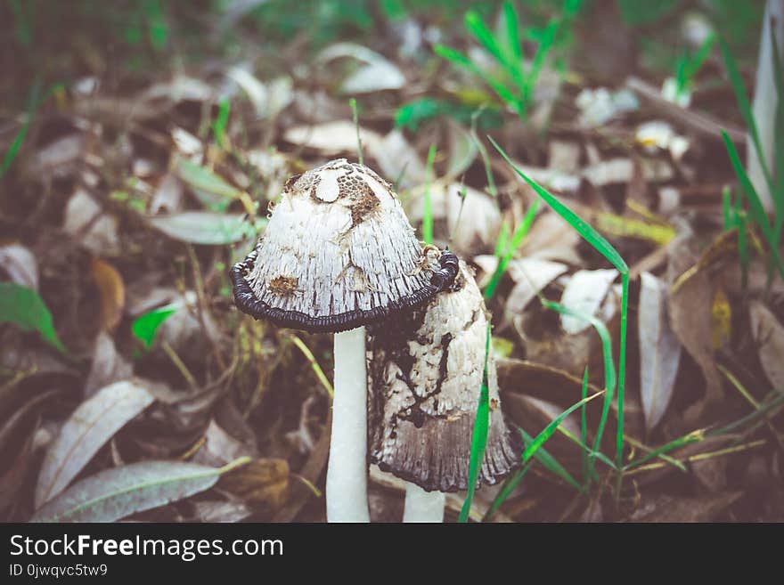 Black and white, Inky cap mushrooms near the city road. Black and white, Inky cap mushrooms near the city road.