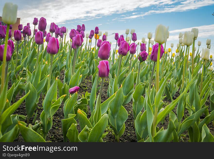 Bright tulips blooming, spring flowers in the flowerbed, city streets decoration. Bright tulips blooming, spring flowers in the flowerbed, city streets decoration.