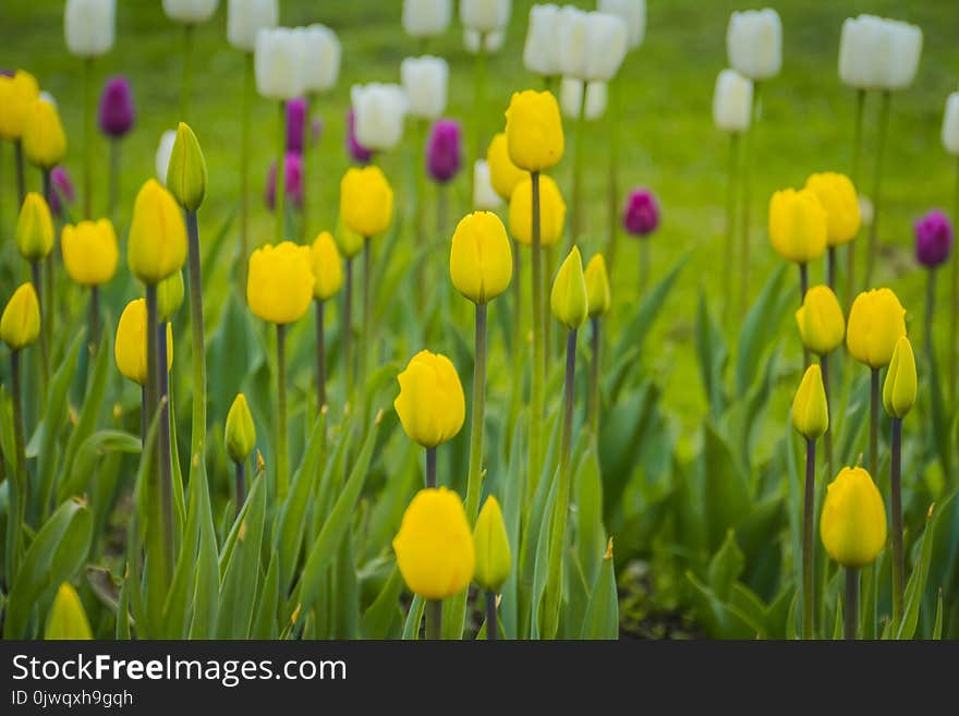 Bright tulips blooming, spring flowers in the flowerbed, city streets decoration. Bright tulips blooming, spring flowers in the flowerbed, city streets decoration.