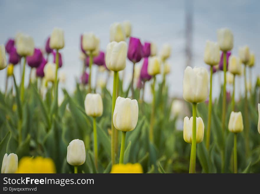 Bright tulips blooming, spring flowers in the flowerbed, city streets decoration. Bright tulips blooming, spring flowers in the flowerbed, city streets decoration.