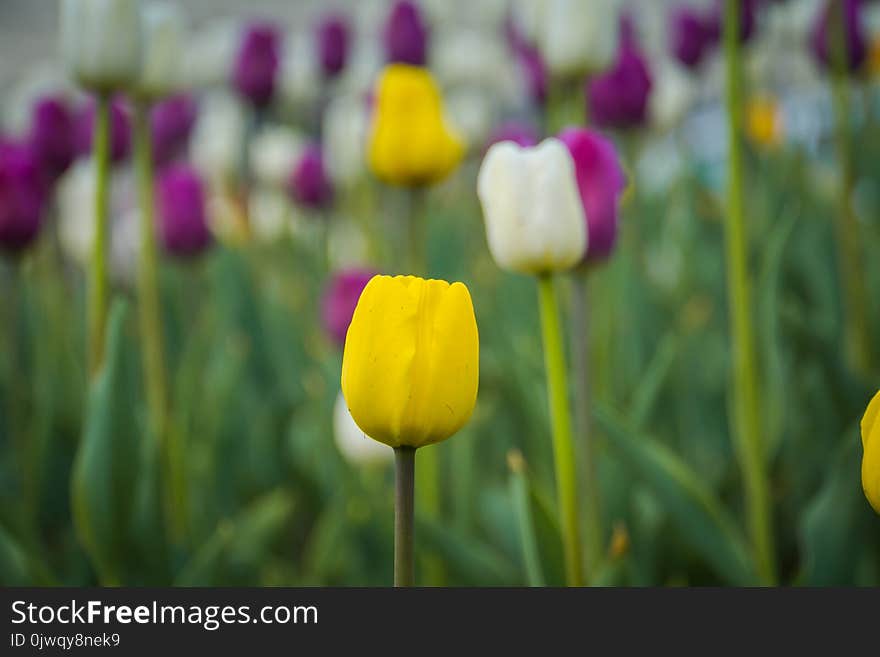 Bright tulips blooming, spring flowers in the flowerbed, city streets decoration. Bright tulips blooming, spring flowers in the flowerbed, city streets decoration.