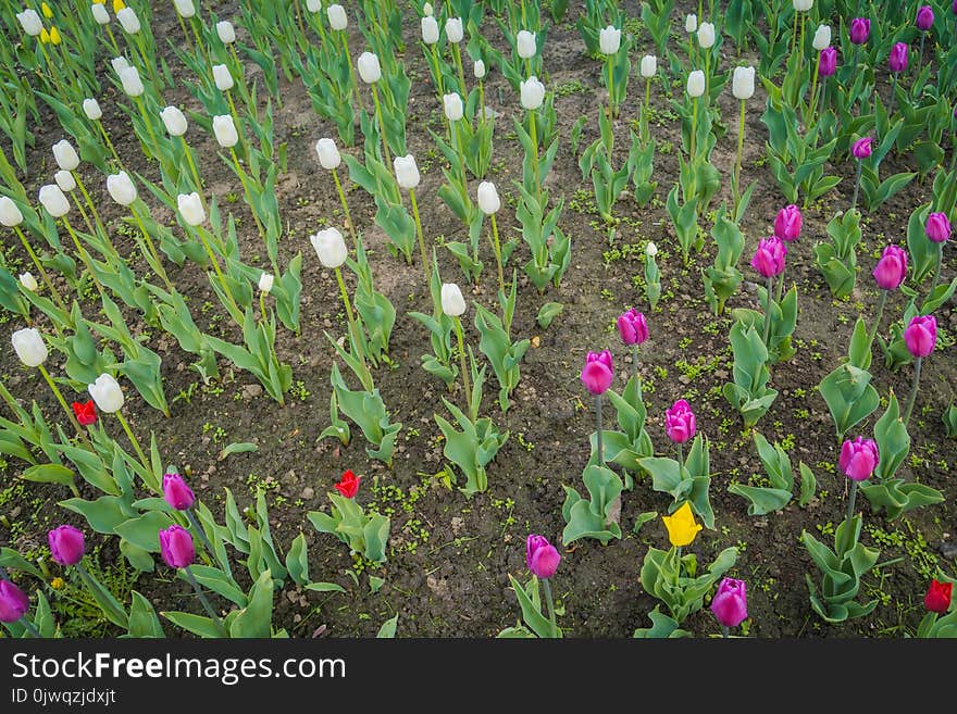 Bright tulips blooming, spring flowers in the flowerbed, city streets decoration. Bright tulips blooming, spring flowers in the flowerbed, city streets decoration.