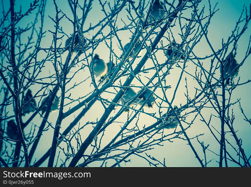 Hungry waxwing birds sitting on frosted tree branches, filtered. Hungry waxwing birds sitting on frosted tree branches, filtered.