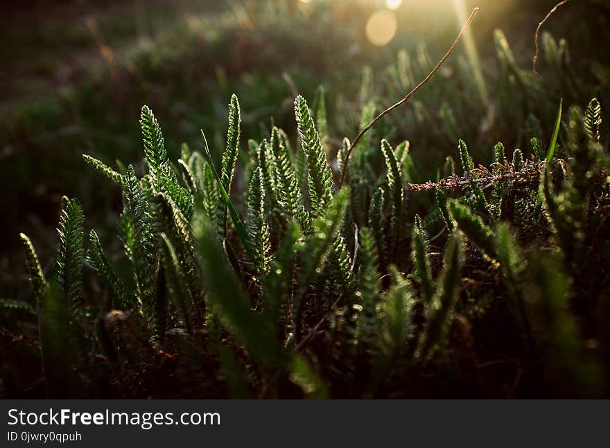 Green plants grow under the rays of the sun at sunrise. Green plants grow under the rays of the sun at sunrise