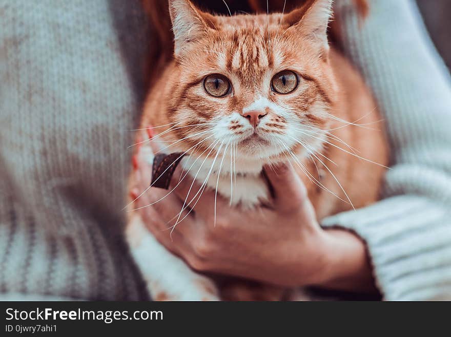 Red Cat On The Hands Of A Girl