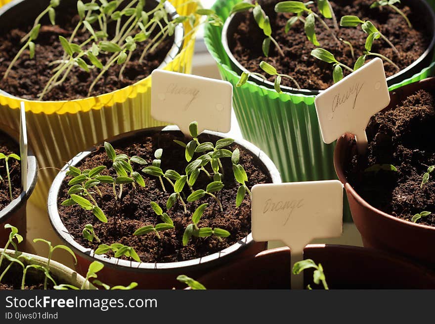 Young Tomato Seedlings With Plastic Tags In Pots