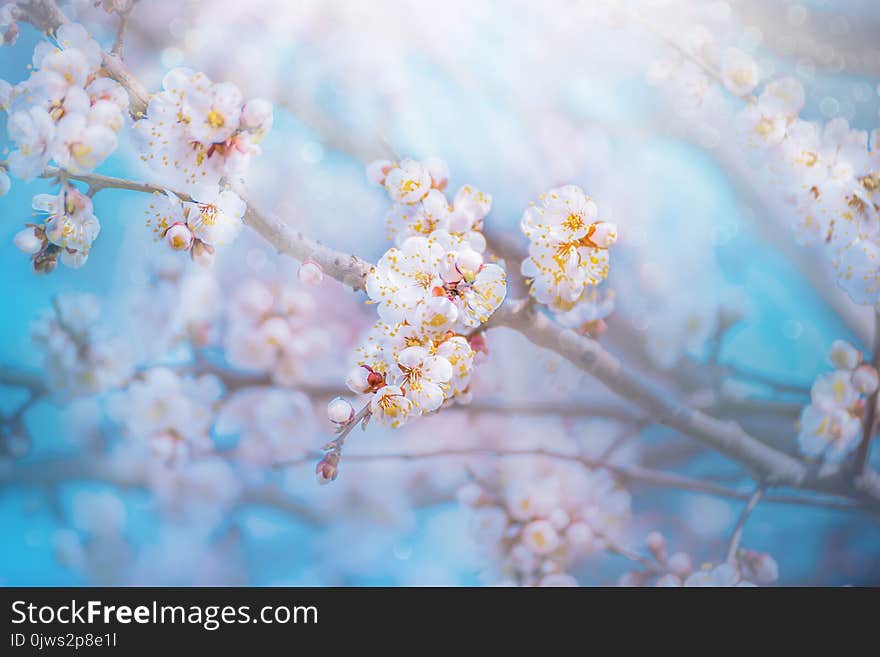 Background with blooming peach flowers in spring day, sun beams backlight, blue sky, bokeh. Background with blooming peach flowers in spring day, sun beams backlight, blue sky, bokeh.