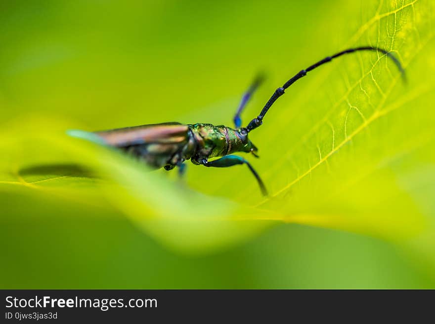 Giant blue insect on green detailed leaf. Giant blue insect on green detailed leaf