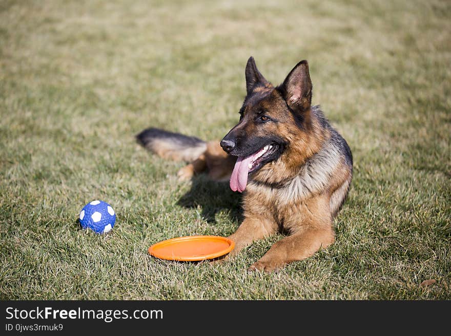 German Shepherd Dog