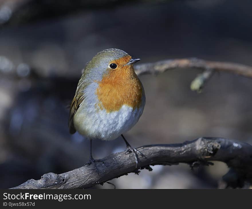 European robin Erithacus rubecula