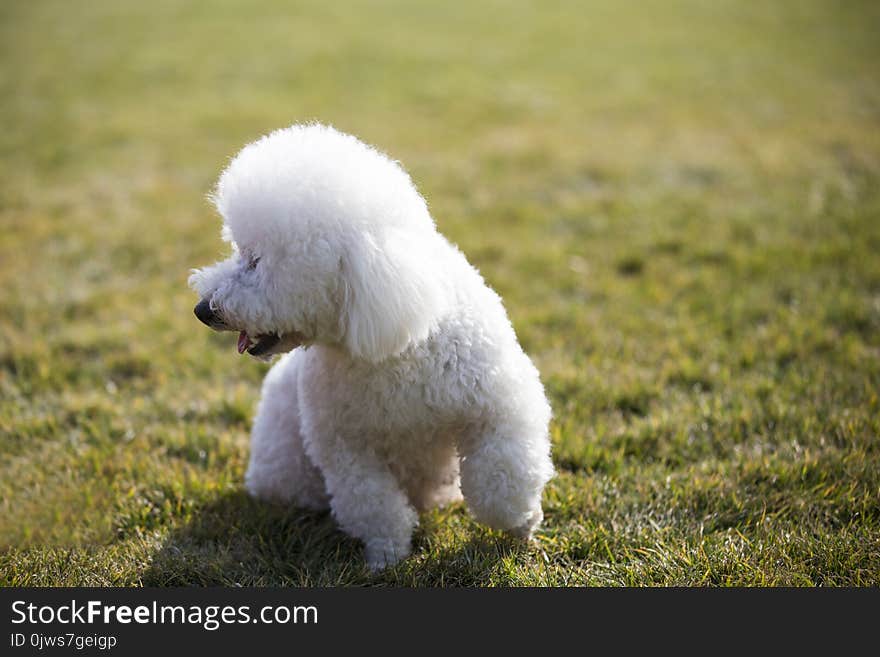 Bichon frise French: Bichon Fris, meaning `white curly pet puppies` native to the Mediterranean region, is a small dog breeds. It`s a common pet that looks like Mar Zis. They do not naturally hairs, so the hair needs to be sorted. The color is usually white. The original said Pakistan after the Bichon frise, contracted to Bichon frise. Suspicion is the descendant of the Babbitt and the water hunting dog. Is a small white powder puff, strong dog, with a cheerful disposition, from its feather merrily rolled in behind the tail and curious eyes can be reflected. It is very lovely and is very popular with everyone. Now it is regarded as a domestic pet, so it is necessary to deal with its hair, disease and so on. Bichon frise good-natured, sensitive, naughty and lovely. The characteristic of the amusing person is the pure mark of the variety, or at least it should be. The overall appearance, Bichon frise is a small dog, robust, adorable, small fluffy tail attached to the back, with a pair of black eyes full of curiosity. At the same time, it is graceful and flexible. Another advantage is that it will not lose its hair and its activity space is small, mainly distributed in Europe. But in recent years, people in some Asian countries are also beginning to like to breed such cute little dogs, and their distribution is expanding.