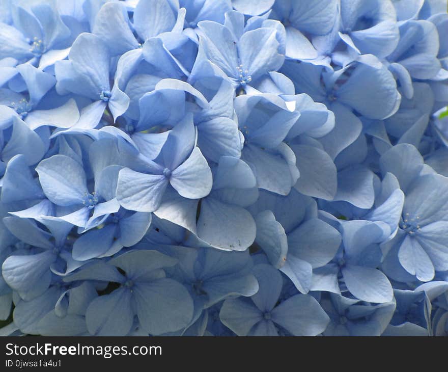 Hydrangeas of various varieties and colors