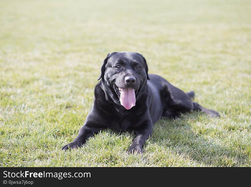 Labrador, also known as Labrador Retriever, is a large dog. It is very suitable for being selected as a guide dog or a subway dog and a dog for many other dogs. It was named since its origin in Newfoundland and Labrador in Canada. With the Siberia sled dog and the golden retriever tied for three non aggressive dogs. Labrador IQ ranks sixth in the world. Personality, honest, loyal, atmosphere, mild sunshine, cheerful, lively, highly intelligent, but also friendly to people. The Labrador Retriever has four colors: black, yellow, chocolate, and white. The most common are black, yellow. Labrador, the most registered breed in the American dog club, is particularly friendly to children and is slightly sticky to the owner of the dog.