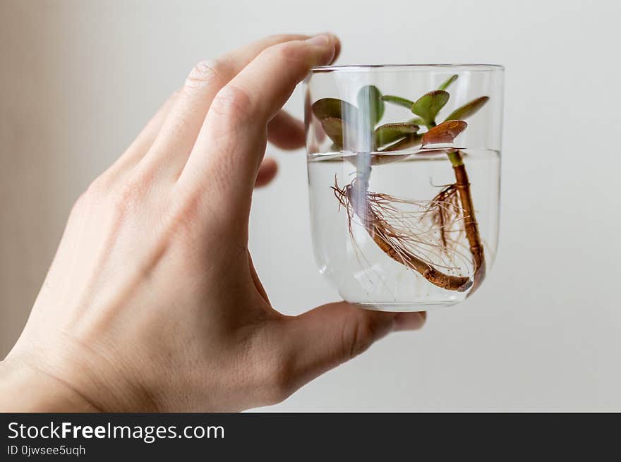 Close-up photo of the arm holding a glass jar with clean water and small succulent plant inside. Concept of ecology, treatment, care, healthcare, environment, nature protection, Earth day. Close-up photo of the arm holding a glass jar with clean water and small succulent plant inside. Concept of ecology, treatment, care, healthcare, environment, nature protection, Earth day.