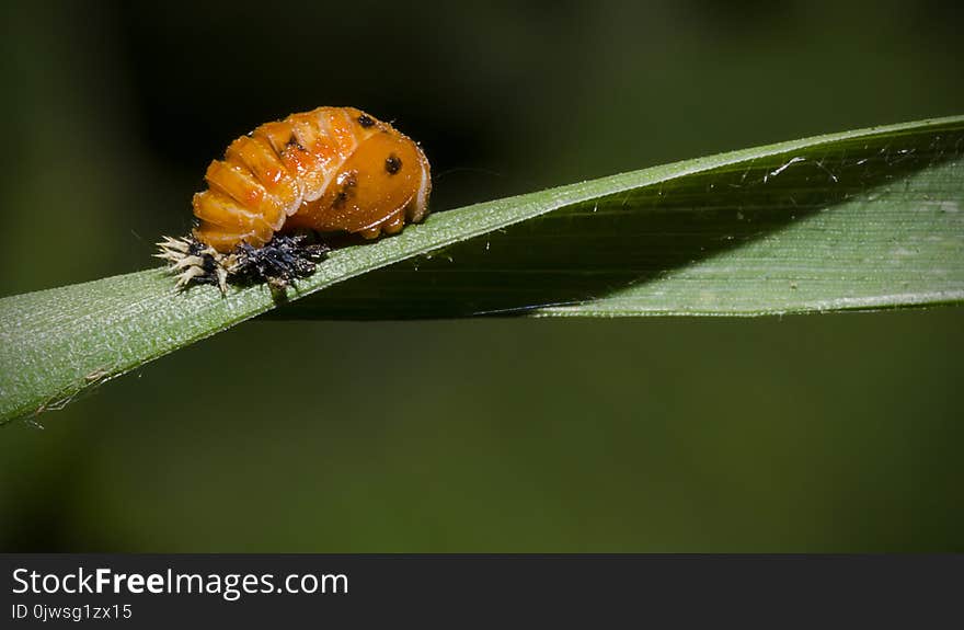 Ladybird Pupa On Green Leaf