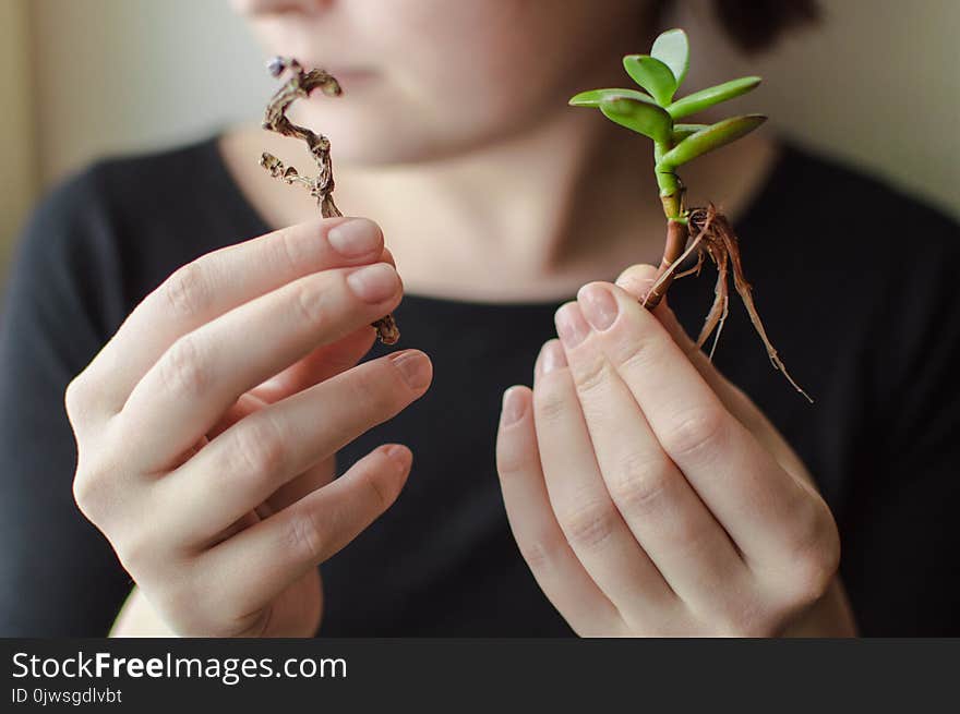 Close-up photo of the female arms holding stems of the green growing plant and brown withered plant. Concept of ecology, treatment