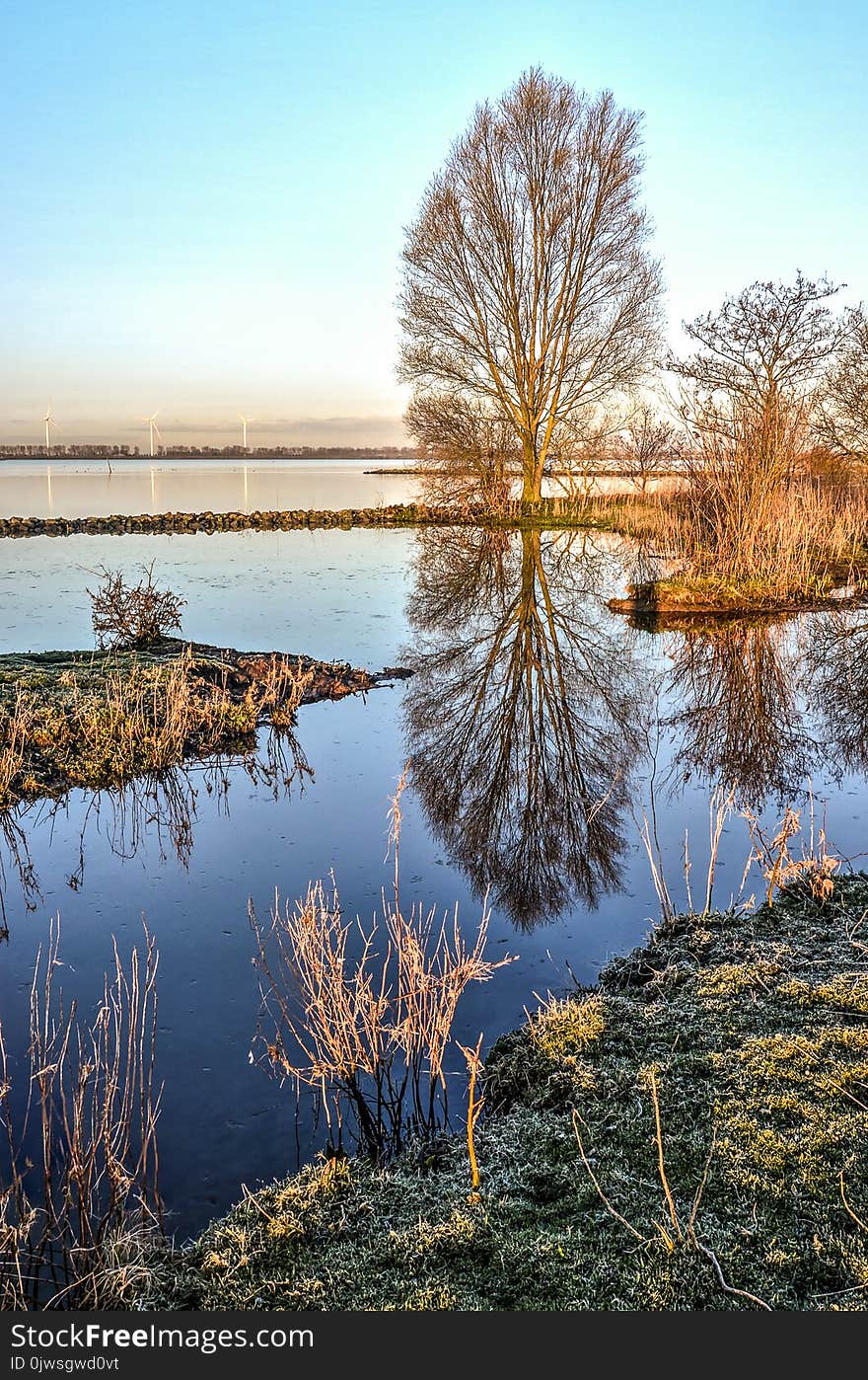 Single tree at the shore of Haringvliet estuary reflecting in tranquil waters on a cold morning. Single tree at the shore of Haringvliet estuary reflecting in tranquil waters on a cold morning