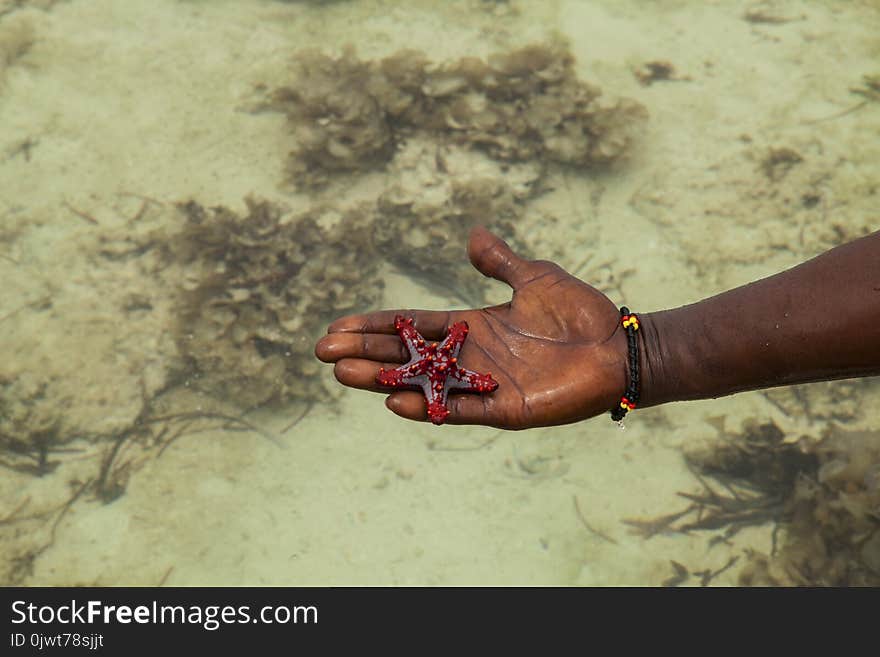 A Star Fish In Galu Beach, Kenya