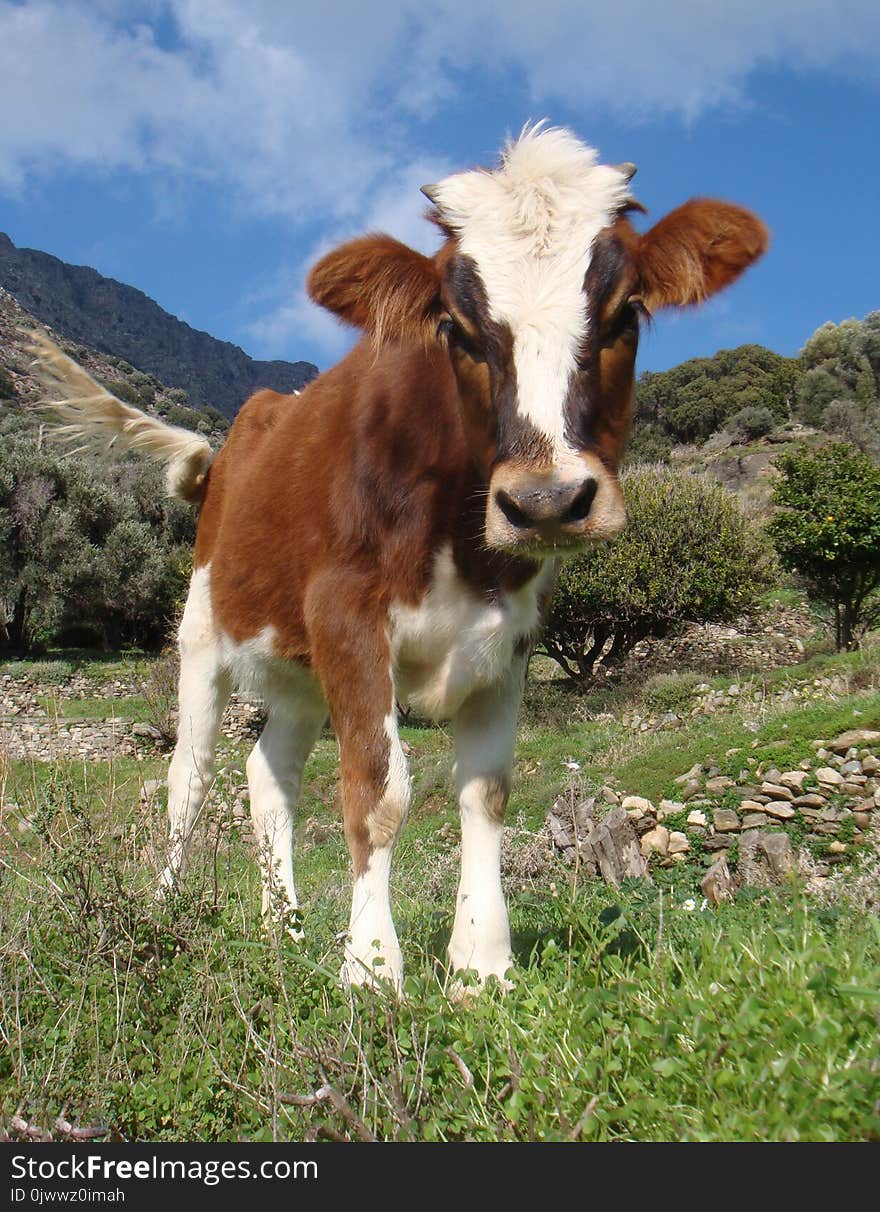 Curious Young Calf In A Meadow