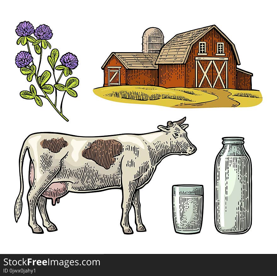 Set Milk farm. Cow, clover, glass and bottle. Vector engraving vintage color illustration. Isolated on white background.