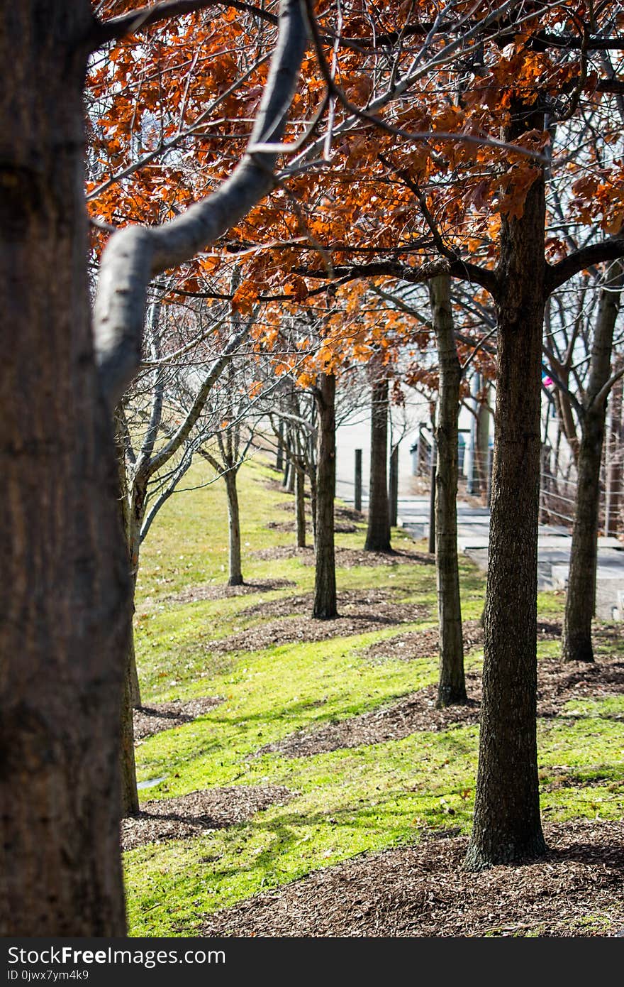 A row of trees in autumn