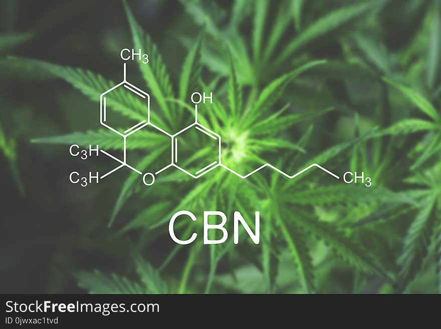 CBN chemical formula Flower of marijuana macro at the beginning of flowering beautiful background top view