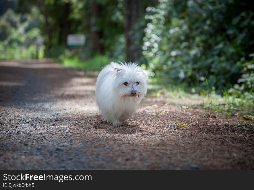 Aged but not old dog walking the park2