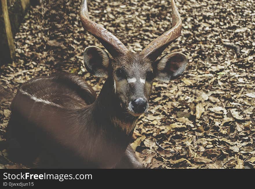 Deer In The Zoo