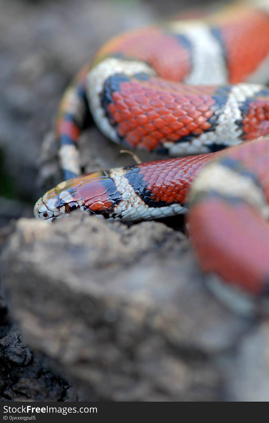 A red milk snake from western Missouri attempting to hide behing a rock. A red milk snake from western Missouri attempting to hide behing a rock.