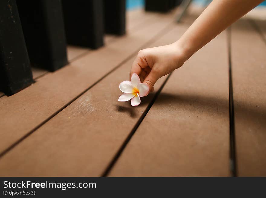 Close up portrait of kids hand hold flower. Concept of travel, recreation and tropical countries sunny day. Close up portrait of kids hand hold flower. Concept of travel, recreation and tropical countries sunny day.