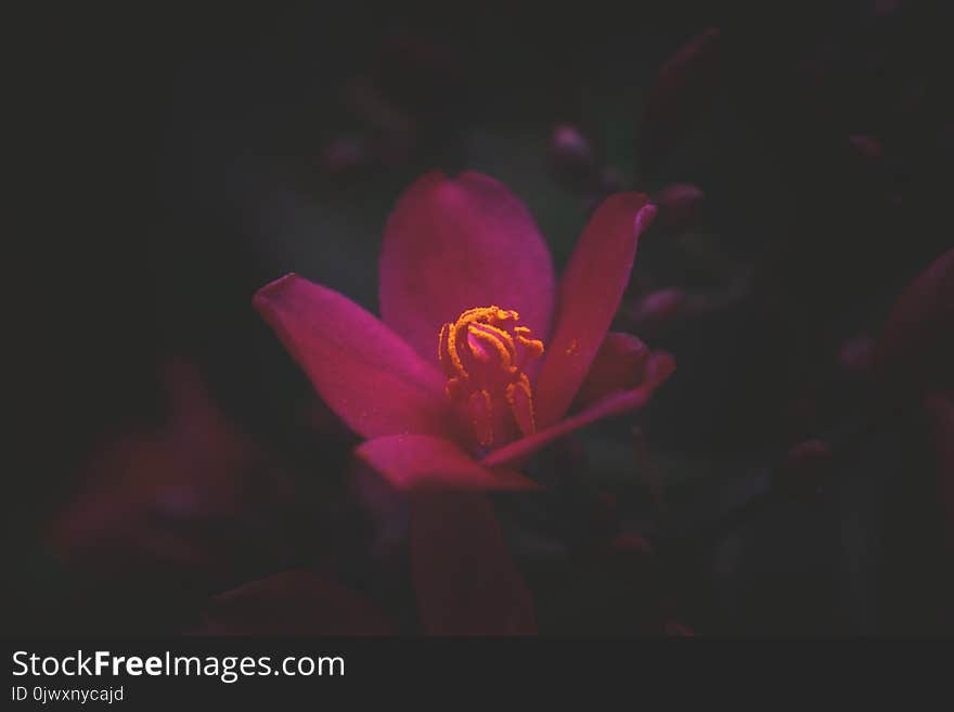 Pink Petaled Flower