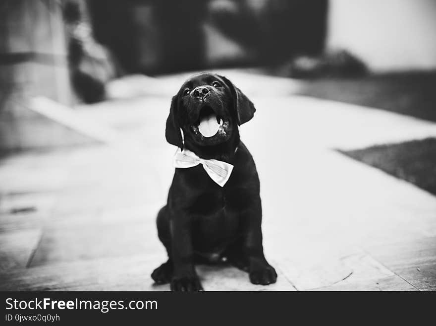 Labrador Retriever Puppy on Grayscale Photo