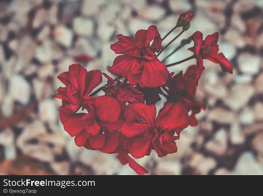 Selective Focus Photography of Red Petaled Flowers