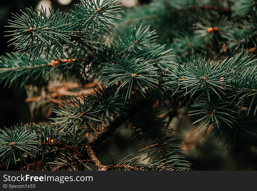 Close Up Photo of Green Pine Tree