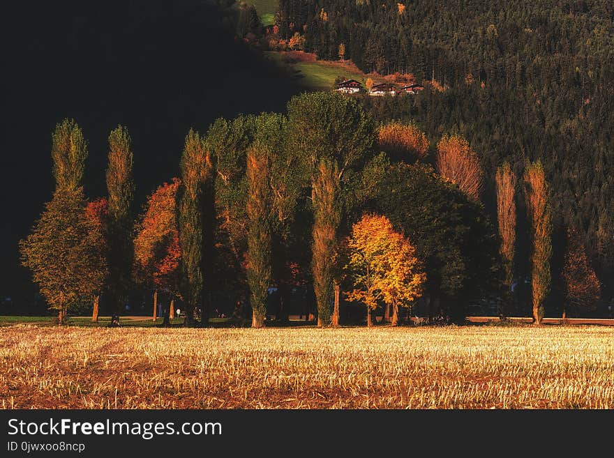 Brown and Green Trees