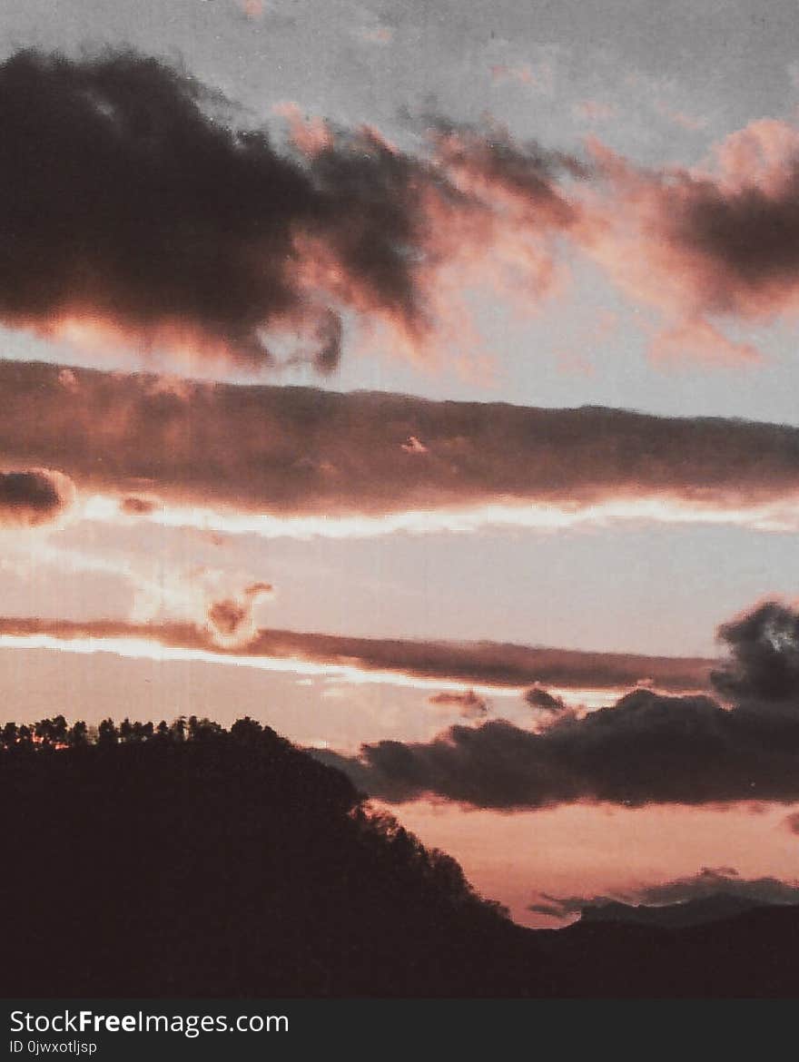 Silhouette of Trees during Golden Hour