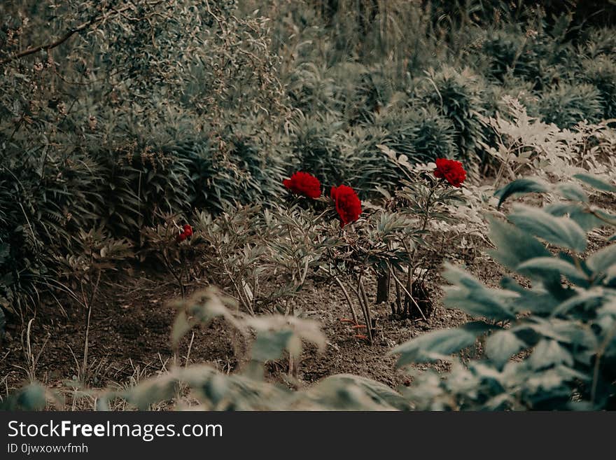 Red Petaled Flowers