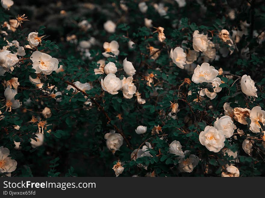 White Petaled Flowers